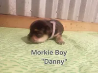 Kenickie , a male Morkie for sale in Ocala, FL – 3 of 3