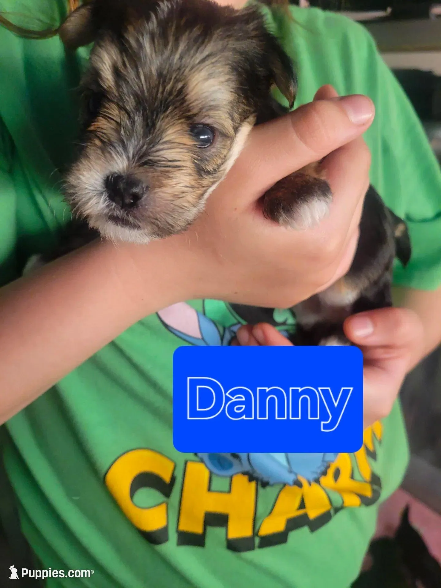 Kenickie , a male Morkie for sale in Ocala, FL – 1 of 3