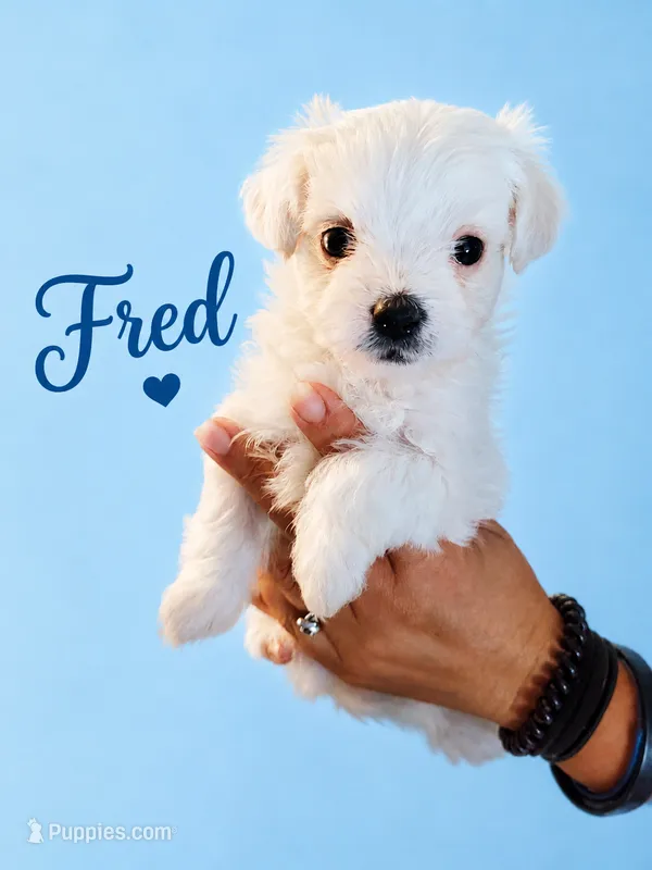 Fred – Maltese puppy for sale in Ocala, FL