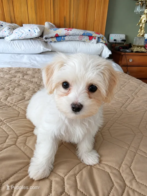 Dino – Maltese puppy for sale in Ocala, FL