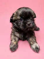 Lola Bunny, a female Shih Tzu for sale in Ocala, FL – 1 of 2