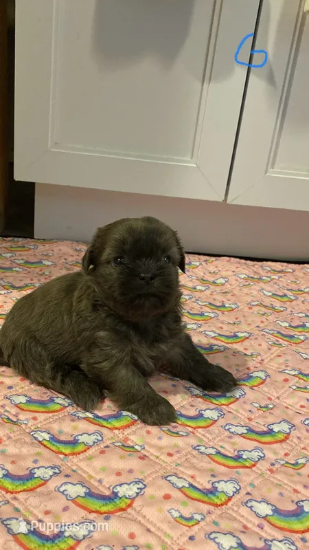 Penelope – Shih Tzu puppy for sale in Ocala, FL