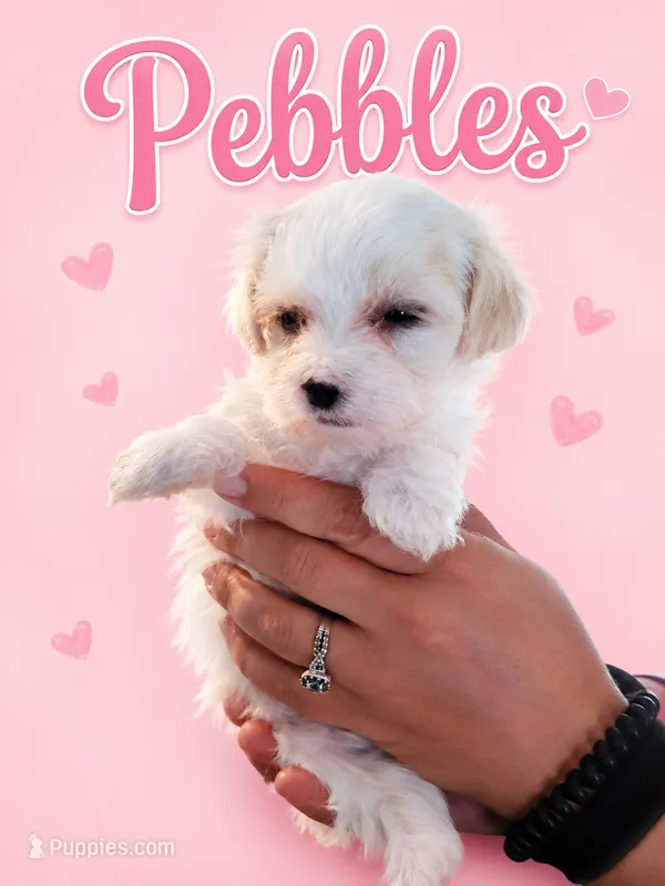 Pebbles – Maltese puppy for sale in Ocala, FL