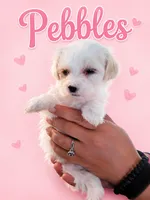 Pebbles, a female Maltese for sale in Ocala, FL – 1 of 2