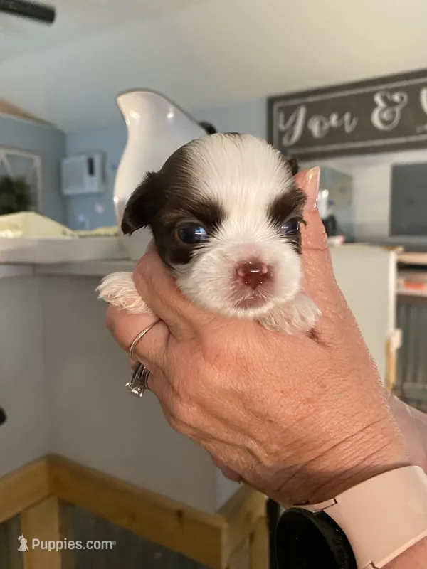 Buster Bunny – Shih Tzu puppy for sale in Ocala, FL