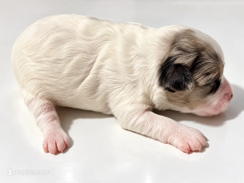Darla – Miniature Schnauzer, Maltese puppy for sale in Ocala, FL