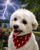 White Lightening, a male Maltese for sale in Ocala, FL – 1 of 1