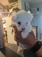 BAM BAM, a male Maltese for sale in Ocala, FL – 2 of 2
