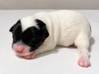 Alfalfa, a male Miniature Schnauzer and Maltese for sale in Ocala, FL – 3 of 3