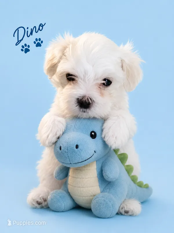 Dino – Maltese puppy for sale in Ocala, FL