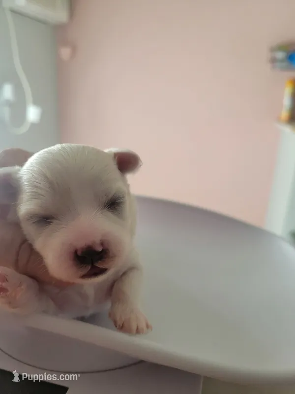 Elsa – Maltese puppy for sale in Ocala, FL