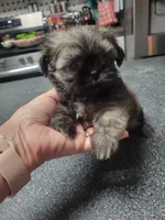 Pepe Le Pew, a male Shih Tzu for sale in Ocala, FL – 2 of 2