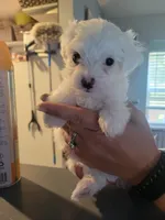 Fred, a male Maltese for sale in Ocala, FL – 2 of 2