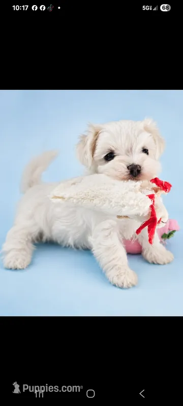 Chevy – Maltese puppy for sale in Ocala, FL