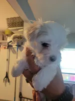 Dino, a male Maltese for sale in Ocala, FL – 3 of 3