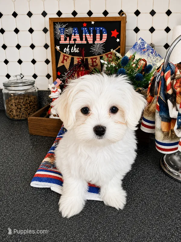 Wilma – Maltese puppy for sale in Ocala, FL
