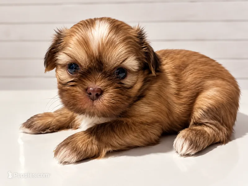 Baby Ruth – Shih Tzu puppy for sale in Ocala, FL