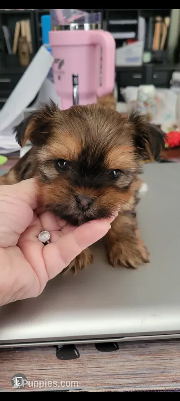 Juliette  – Shorkie puppy for sale in Ocala, FL