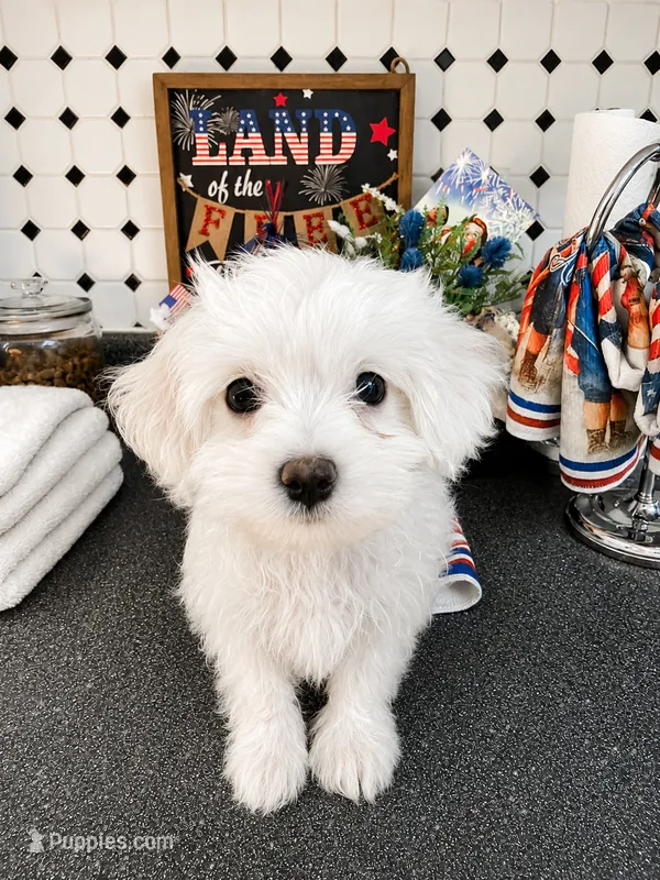Fred – Maltese puppy for sale in Ocala, FL