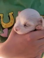 Chevy, a male Maltese for sale in Ocala, FL – Photo 2 of 2