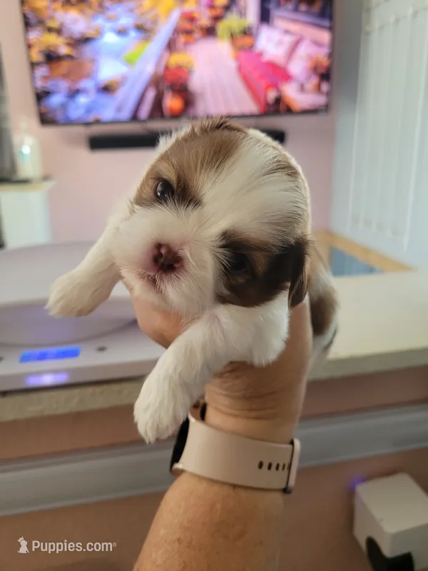 Mounds – Shih Tzu puppy for sale in Ocala, FL