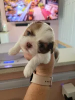Mounds, a male Shih Tzu for sale in Ocala, FL – 1 of 3