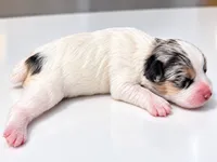 Darla, a female Miniature Schnauzer and Maltese for sale in Ocala, FL – 2 of 2