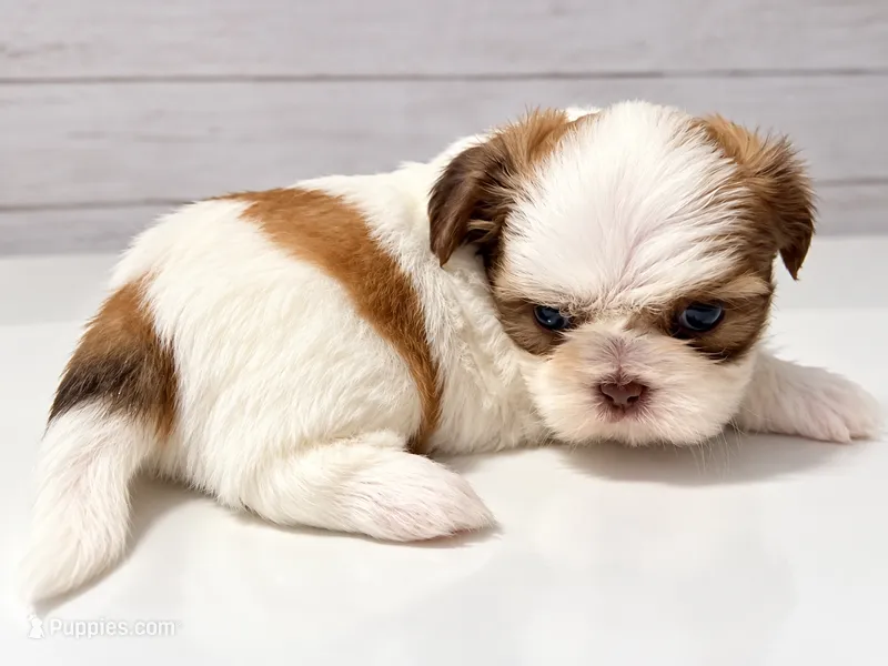 Almond Joy (Joey) – Shih Tzu puppy for sale in Ocala, FL