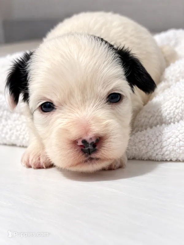 Galloway – Miniature Schnauzer, Maltese puppy for sale in Ocala, FL