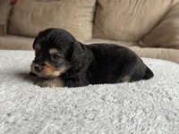 Hank, a male Poodle - Toy  and Miniature Aussiedoodle for sale in Rome, GA – 4 of 4