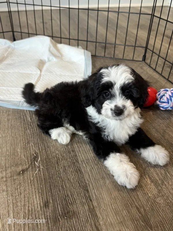 Oreo – Poodle - Toy , Miniature Aussiedoodle puppy for sale in Rome, GA
