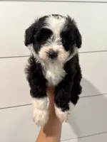 Oreo, a male Poodle - Toy  and Miniature Aussiedoodle for sale in Rome, GA – 3 of 5