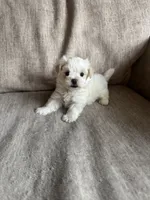 Casper, a male Maltipoo for sale in Rome, GA – 3 of 4