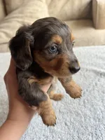 Buddy, a male Miniature Dachshund for sale in Rome, GA – 2 of 4