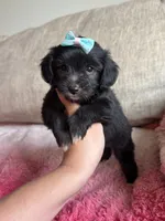 Candy, a female Poodle - Toy  and Miniature Aussiedoodle for sale in Rome, GA – 2 of 5