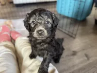 Murphy, a male Miniature Aussiedoodle for sale in Rome, GA – Photo 2 of 3