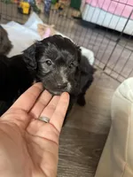 Murphy, a male Miniature Aussiedoodle for sale in Rome, GA – Photo 3 of 3