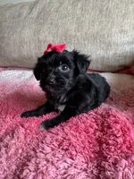 Bella, a female Poodle - Toy  and Miniature Aussiedoodle for sale in Rome, GA – 5 of 5
