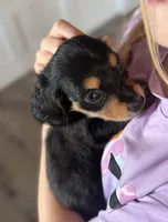 Milo, a male Miniature Dachshund for sale in Rome, GA – 4 of 4