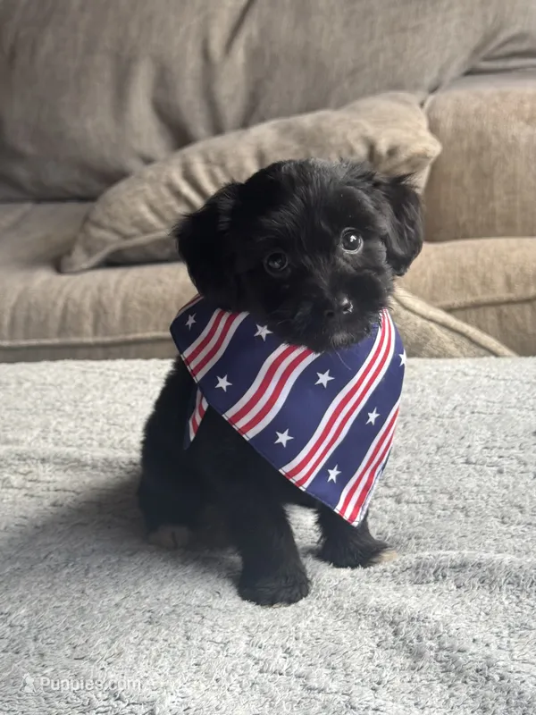Hank – Poodle - Toy , Miniature Aussiedoodle puppy for sale in Rome, GA