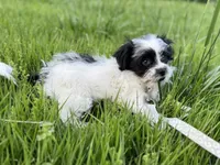 Peanut, a male Shihpoo for sale in Rome, GA – Photo 1 of 3