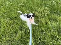 Peanut, a male Shihpoo for sale in Rome, GA – Photo 2 of 3