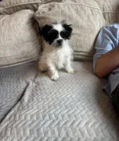 Peanut, a male Shihpoo for sale in Rome, GA – Photo 3 of 3