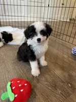 Oreo, a male Poodle - Toy  and Miniature Aussiedoodle for sale in Rome, GA – 2 of 3