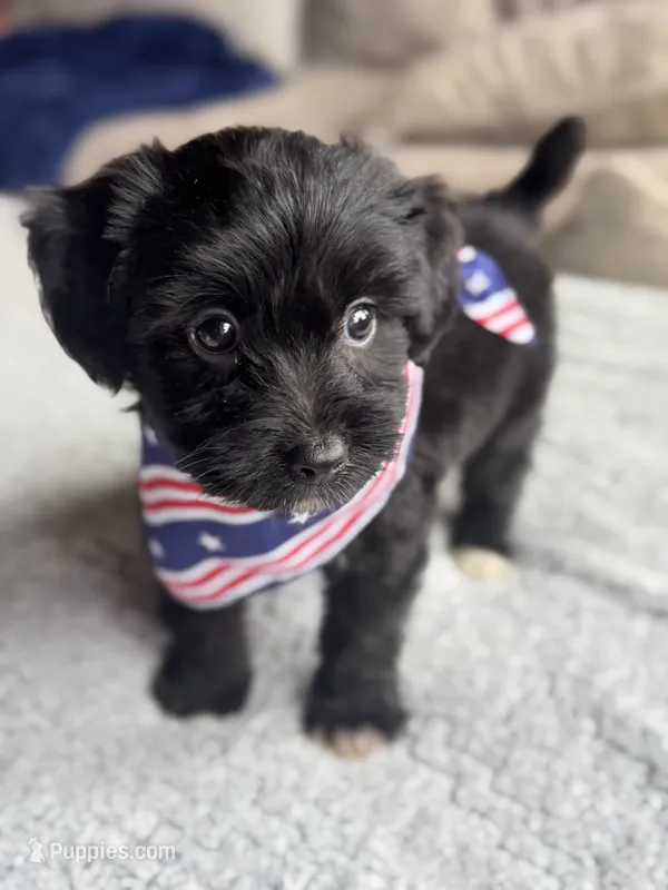 Hank – Poodle - Toy , Miniature Aussiedoodle puppy for sale in Rome, GA