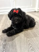 Bella, a female Poodle - Toy  and Miniature Aussiedoodle for sale in Rome, GA – 2 of 3