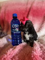 Minnie, a female Poodle - Toy  and Morkie for sale in Rome, GA – Photo 4 of 4