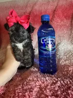 Minnie, a female Poodle - Toy  and Morkie for sale in Rome, GA – Photo 3 of 4