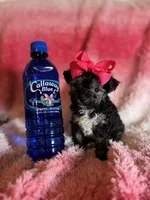 Minnie, a female Poodle - Toy  and Morkie for sale in Rome, GA – Photo 1 of 4