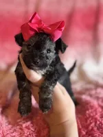 Minnie, a female Poodle - Toy  and Morkie for sale in Rome, GA – Photo 2 of 4